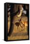 Impalas and Blurred Elephant Trunk-Paul Souders-Framed Stretched Canvas