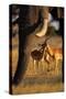 Impalas and Blurred Elephant Trunk-Paul Souders-Stretched Canvas