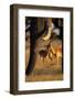 Impalas and Blurred Elephant Trunk-Paul Souders-Framed Photographic Print