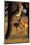 Impalas and Blurred Elephant Trunk-Paul Souders-Mounted Photographic Print