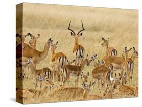 Impalas Roaming the Fields, Maasai Mara, Kenya-Joe Restuccia III-Stretched Canvas