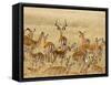 Impalas Roaming the Fields, Maasai Mara, Kenya-Joe Restuccia III-Framed Stretched Canvas