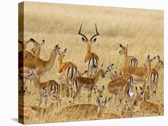 Impalas Roaming the Fields, Maasai Mara, Kenya-Joe Restuccia III-Stretched Canvas