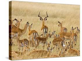 Impalas Roaming the Fields, Maasai Mara, Kenya-Joe Restuccia III-Stretched Canvas