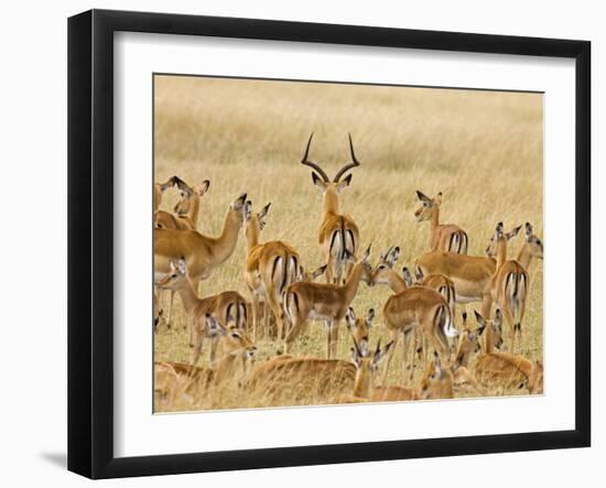 Impalas Roaming the Fields, Maasai Mara, Kenya-Joe Restuccia III-Framed Premium Photographic Print