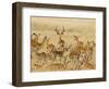 Impalas Roaming the Fields, Maasai Mara, Kenya-Joe Restuccia III-Framed Photographic Print