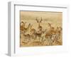 Impalas Roaming the Fields, Maasai Mara, Kenya-Joe Restuccia III-Framed Photographic Print