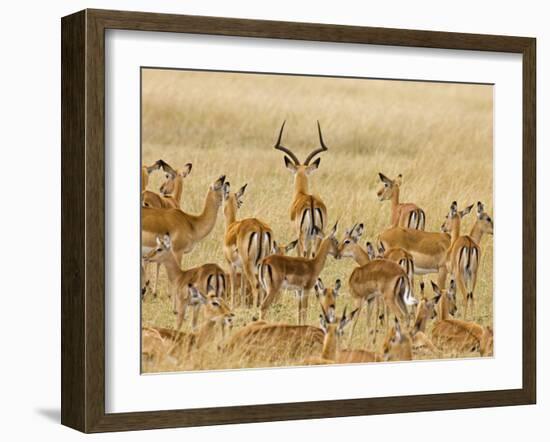 Impalas Roaming the Fields, Maasai Mara, Kenya-Joe Restuccia III-Framed Photographic Print