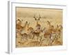 Impalas Roaming the Fields, Maasai Mara, Kenya-Joe Restuccia III-Framed Photographic Print