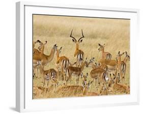 Impalas Roaming the Fields, Maasai Mara, Kenya-Joe Restuccia III-Framed Photographic Print