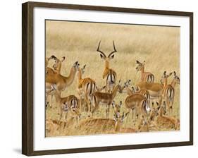 Impalas Roaming the Fields, Maasai Mara, Kenya-Joe Restuccia III-Framed Photographic Print