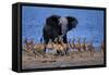 Impalas Running from African Elephant-null-Framed Stretched Canvas