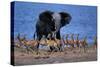 Impalas Running from African Elephant-null-Stretched Canvas