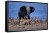 Impalas Running from African Elephant-null-Framed Stretched Canvas