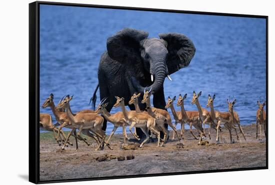 Impalas Running from African Elephant-null-Framed Stretched Canvas