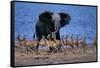 Impalas Running from African Elephant-null-Framed Stretched Canvas