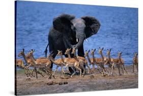 Impalas Running from African Elephant-null-Stretched Canvas