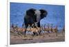 Impalas Running from African Elephant-null-Framed Photographic Print