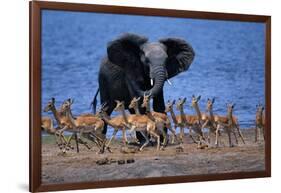 Impalas Running from African Elephant-null-Framed Photographic Print