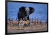 Impalas Running from African Elephant-null-Framed Photographic Print