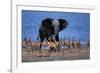 Impalas Running from African Elephant-null-Framed Photographic Print