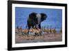 Impalas Running from African Elephant-null-Framed Photographic Print