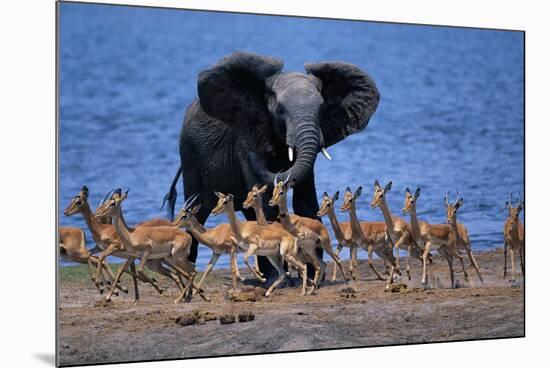 Impalas Running from African Elephant-null-Mounted Photographic Print