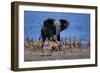 Impalas Running from African Elephant-null-Framed Photographic Print