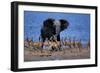 Impalas Running from African Elephant-null-Framed Photographic Print