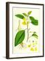 Impatiens Fulva Orange Balsam-null-Framed Giclee Print