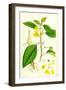 Impatiens Fulva Orange Balsam-null-Framed Giclee Print