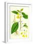 Impatiens Fulva Orange Balsam-null-Framed Giclee Print