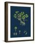 Impatiens Parviflora; Small Balsam-null-Framed Giclee Print