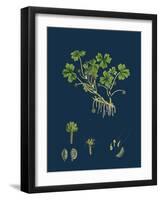 Impatiens Parviflora; Small Balsam-null-Framed Giclee Print