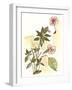 Impatiens Study-Melissa Wang-Framed Art Print