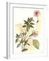 Impatiens Study-Melissa Wang-Framed Art Print