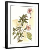 Impatiens Study-Melissa Wang-Framed Art Print