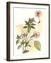 Impatiens Study-Melissa Wang-Framed Art Print