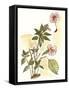 Impatiens Study-Melissa Wang-Framed Stretched Canvas