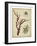 Imperial Coral I-null-Framed Art Print