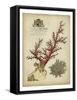 Imperial Coral II-null-Framed Stretched Canvas