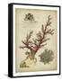 Imperial Coral II-null-Framed Stretched Canvas