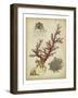 Imperial Coral II-null-Framed Art Print