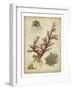 Imperial Coral II-null-Framed Art Print