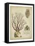 Imperial Coral III-null-Framed Stretched Canvas