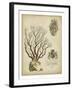 Imperial Coral III-null-Framed Art Print