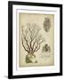 Imperial Coral III-null-Framed Art Print