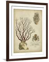 Imperial Coral III-null-Framed Art Print