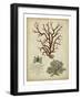 Imperial Coral IV-null-Framed Art Print