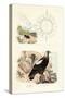 Imperial Eagle, 1833-39-null-Stretched Canvas